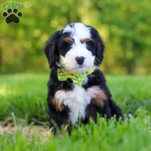 Rock, Mini Bernedoodle Puppy